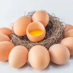 मुर्गी या अंडा सबसे पहले कौन सा आया था?